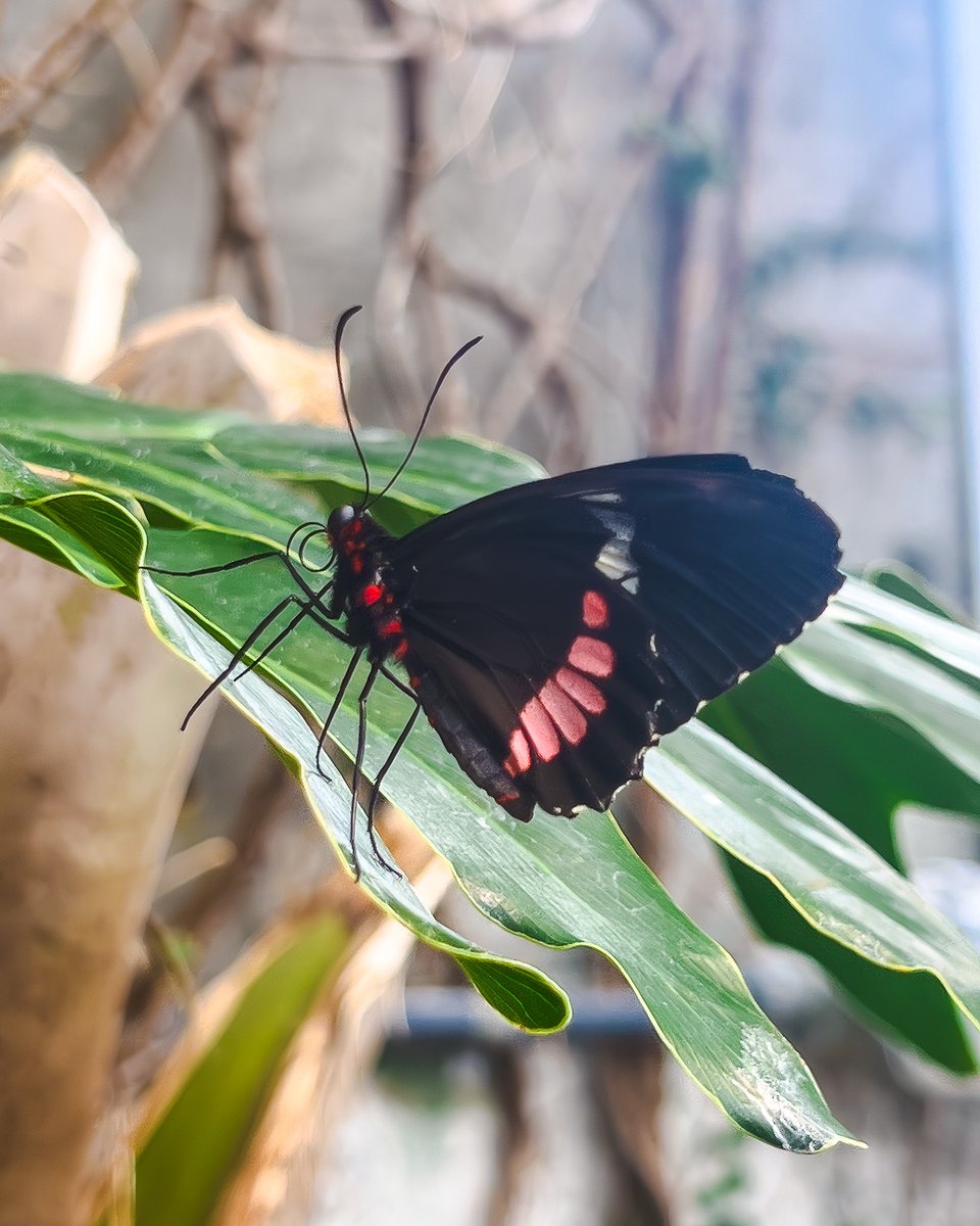 ScienceNorth's tweet photo. It is a great week to be in the F. Jean MacLeod Butterfly Gallery. We have a wide variety of species out and active, including those shown in the carousel here. The gallery is genuinely full of wings right now, so it’s the perfect time to drop by and see which species you can identify. 🦋✨

#ScienceNorth #DiscoverSudbury #ButterflyGallery #Butterflies #NorthernOntario