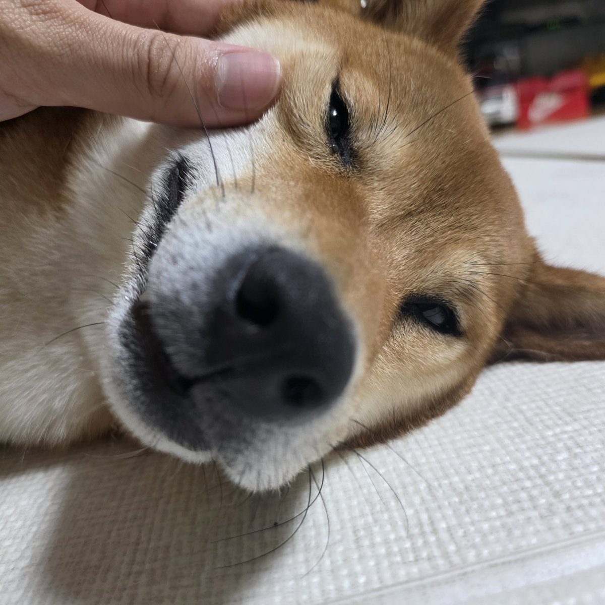 [260511] weverse dm 🐰💬

🐰 you know dog owners like 
🐰 things like this more than that hahaha
🐰 my older brother sent me these pictures