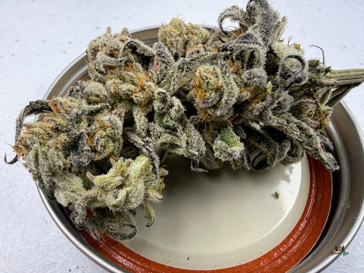 trichomebros's tweet photo. Trichome Bros Devil’s Candy S1 — Diabolical Delights.

Selfed Colorado elite cut. Devil Driver × Runtz reversal. True 50/50 feminized S1. Deep purple to black buds, insane trichome coverage, explosive raspberry candy + creamy floral + rotten-fruit gas. 63–70 day flower. High yields.

Available exclusively online at Luscious Genetics:
https://t.co/8Nd9bPJA9e

Sold as novelty/souvenir seeds only.

#TrichomeBros #DevilsCandyS1 #DiabolicalDelights #LusciousGenetics