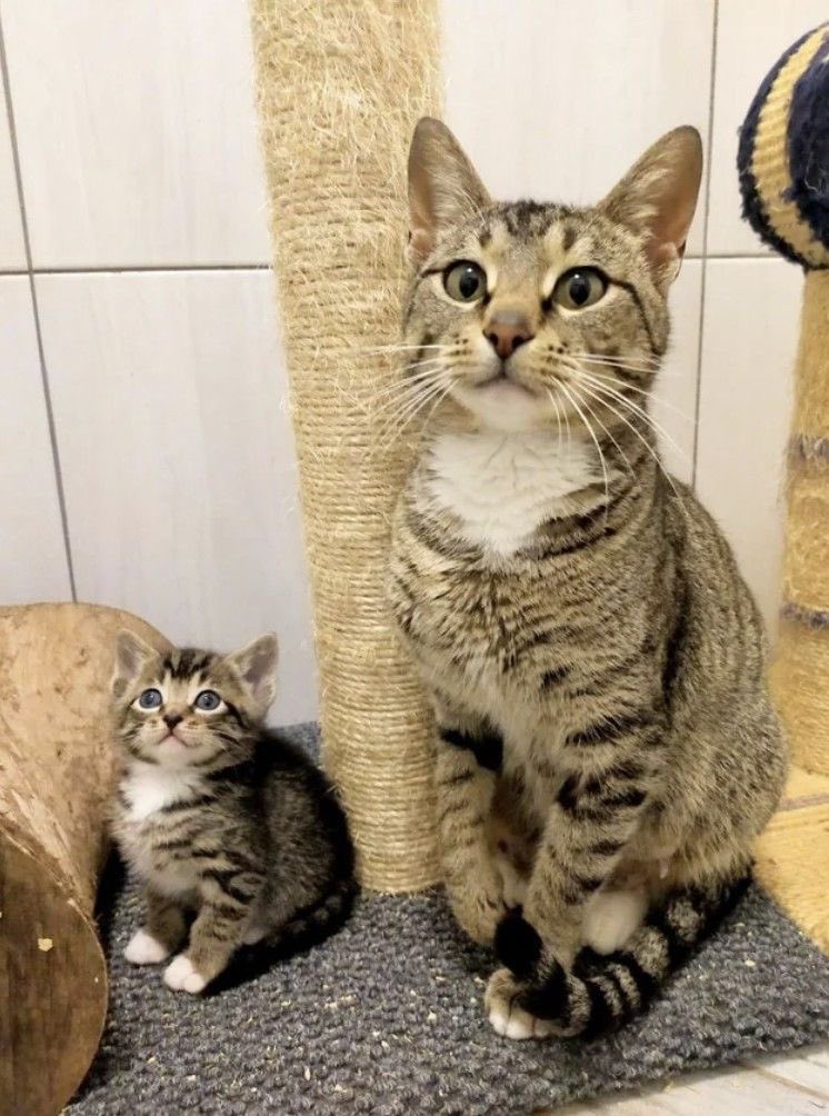 A tiny baby kitty imitating a bigger teenager kitty