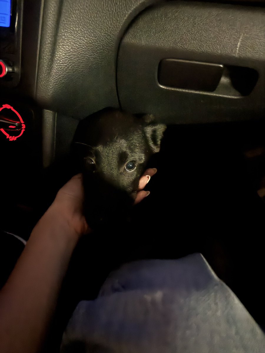 Da li neko možda želi da udomi ovu mazu? Štene je, ženkica. Ne zna da se čuva, krenula je ka magistrali pravo pod auto. Podgorica.