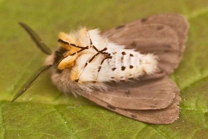 moth tweet media
