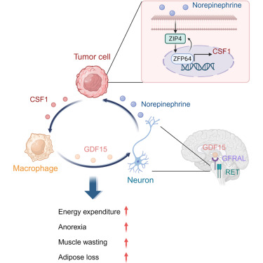 Cancer Cell tweet media