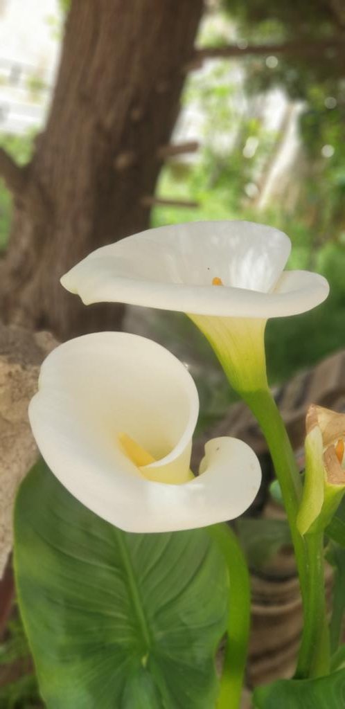 amerfamer2's tweet photo. هالزنبقة أول زريعة في مدخل باب البيت ... 
من تصويري وما أجمل تصوير ورود الربيع ...
زنابق #شهر_أيار https://t.co/LdyA942XBj