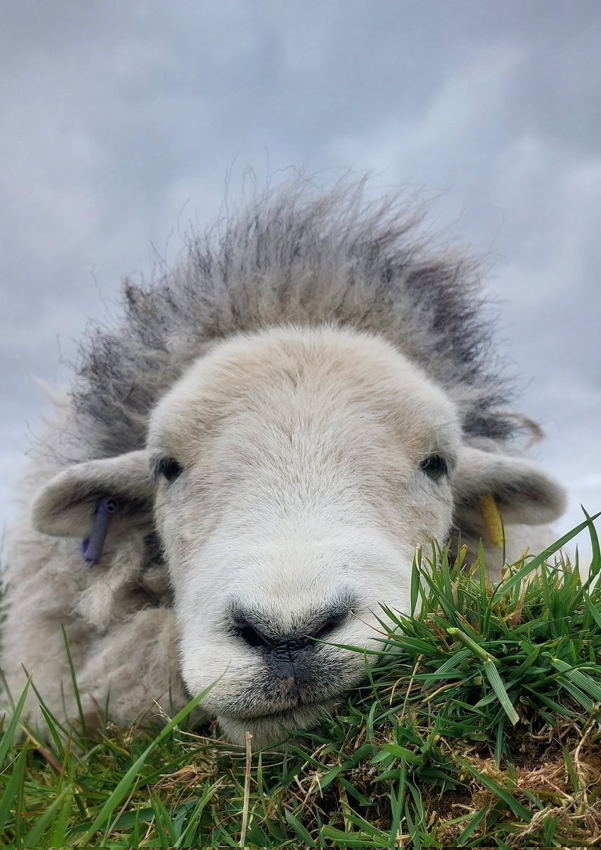 Herdwicks of Highfields Farm tweet media