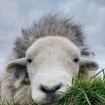 Photo by Herdwicks of Highfields Farm (@highfieldsherdy)