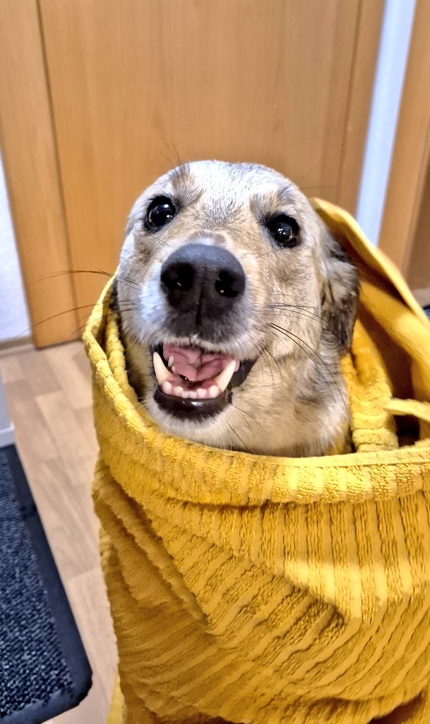 Scharfzaehnchen's tweet photo. #RegenGassi π
#Gelsenkirchenwetter π§βοΈ https://t.co/s0Ly1HzudW
