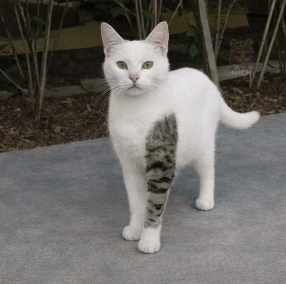 The Cat Aura 𓃠 tweet media