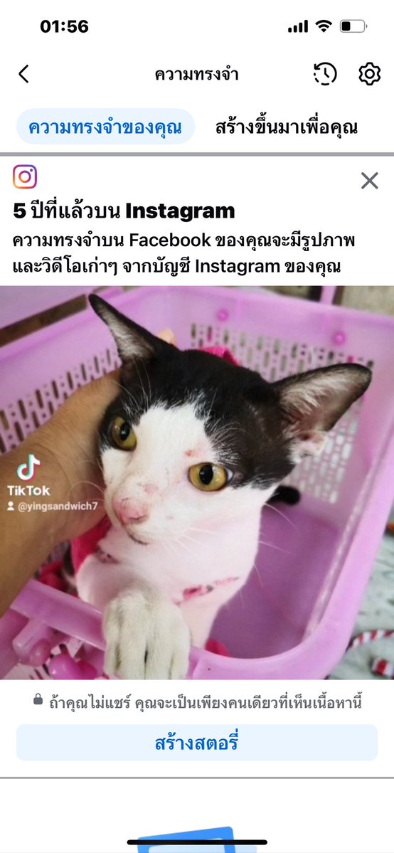 #แซนด์วิช พี่เหมียว ดำ และดุ๊กดิ๊ก&จูเนียร์ tweet media