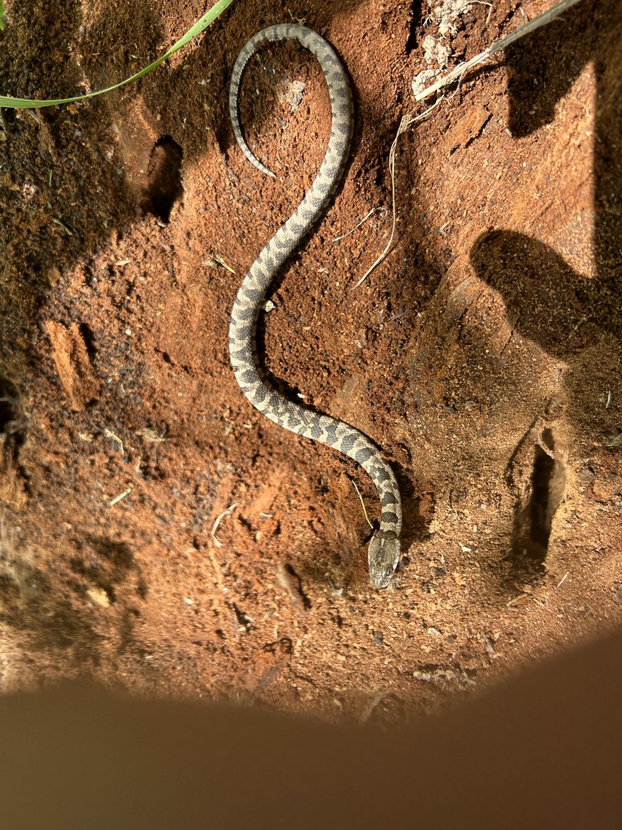 birdmanKI's tweet photo. #Lake Erie Water snake. Born last fall. 9” I disturbed it as I was moving a rotting log. A little early for the snake as weather has been cool here on #Kelleys Island https://t.co/vgXlJ0j30i
