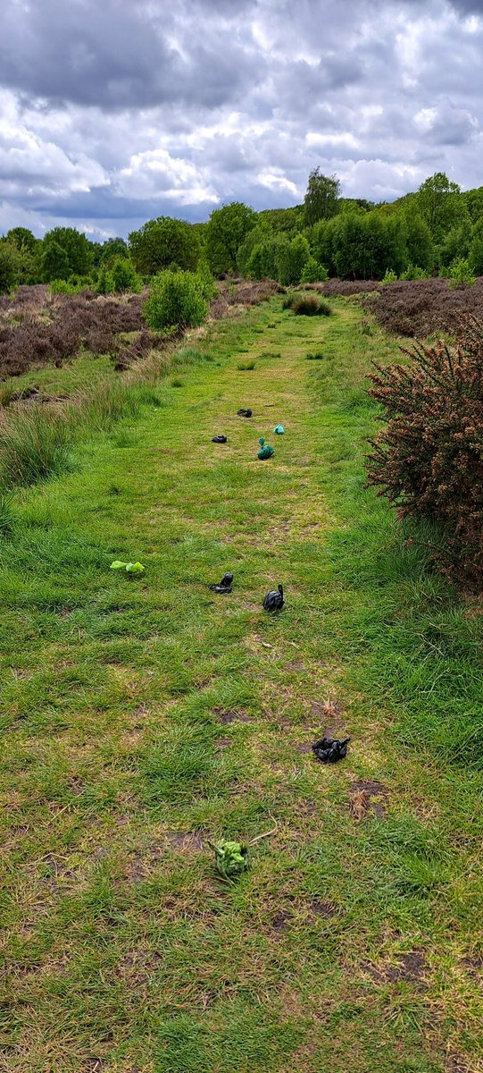Sutton birder tweet media