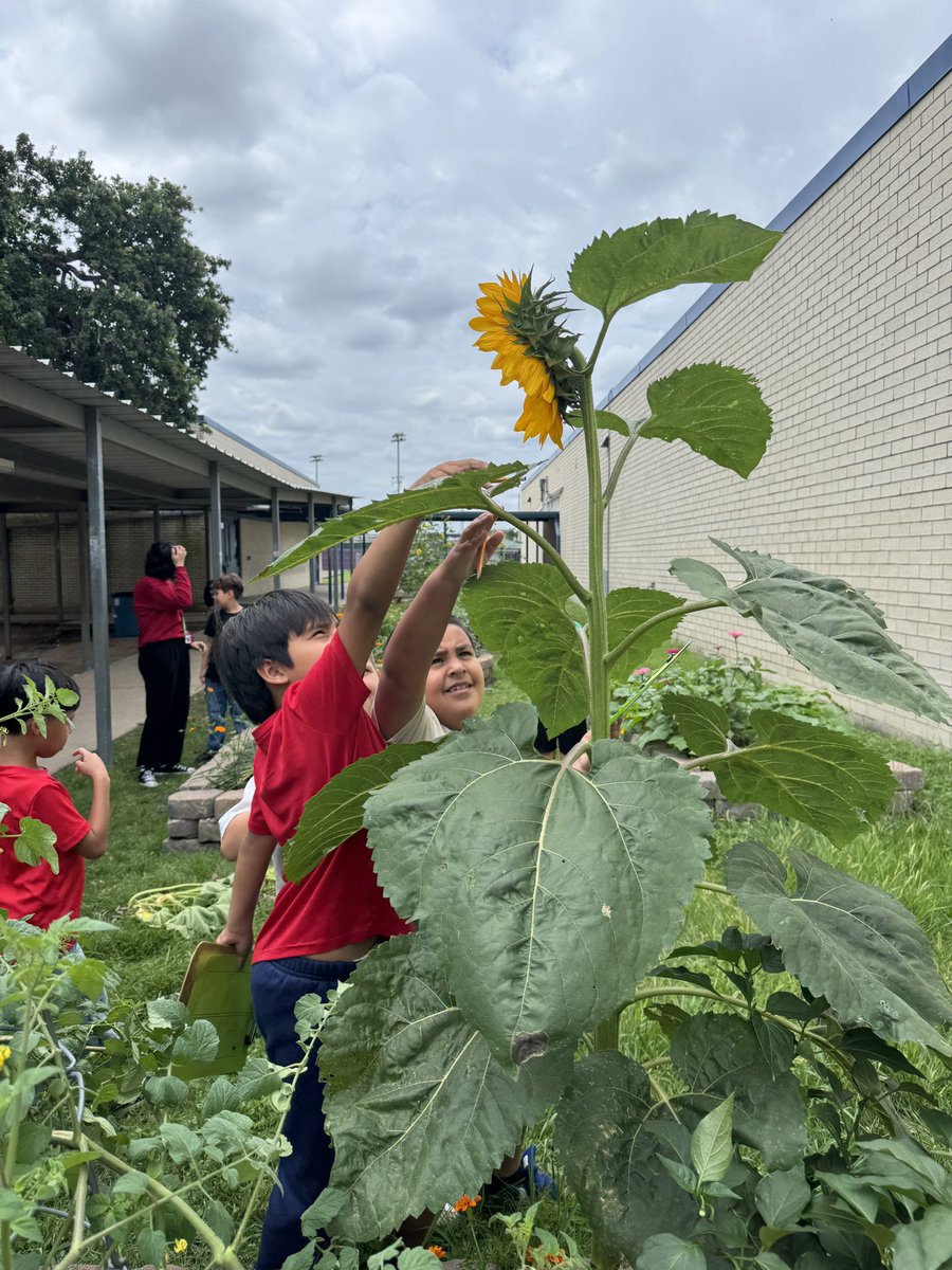 MsPaoliVegaRTGG's tweet photo. Weโre having a beautiful time living flowers ๐ผ harvesting potatoes ๐ฟ๐ฅ and enjoying the fresh air ๐ @CFISDPost @post_pto @kstockton02 @readygrowgarden @PowerUpCafe @CyFairISD #gardenday #schoolgarden #elementaryscience #outdooreducation https://t.co/nTWsWhsDQ2