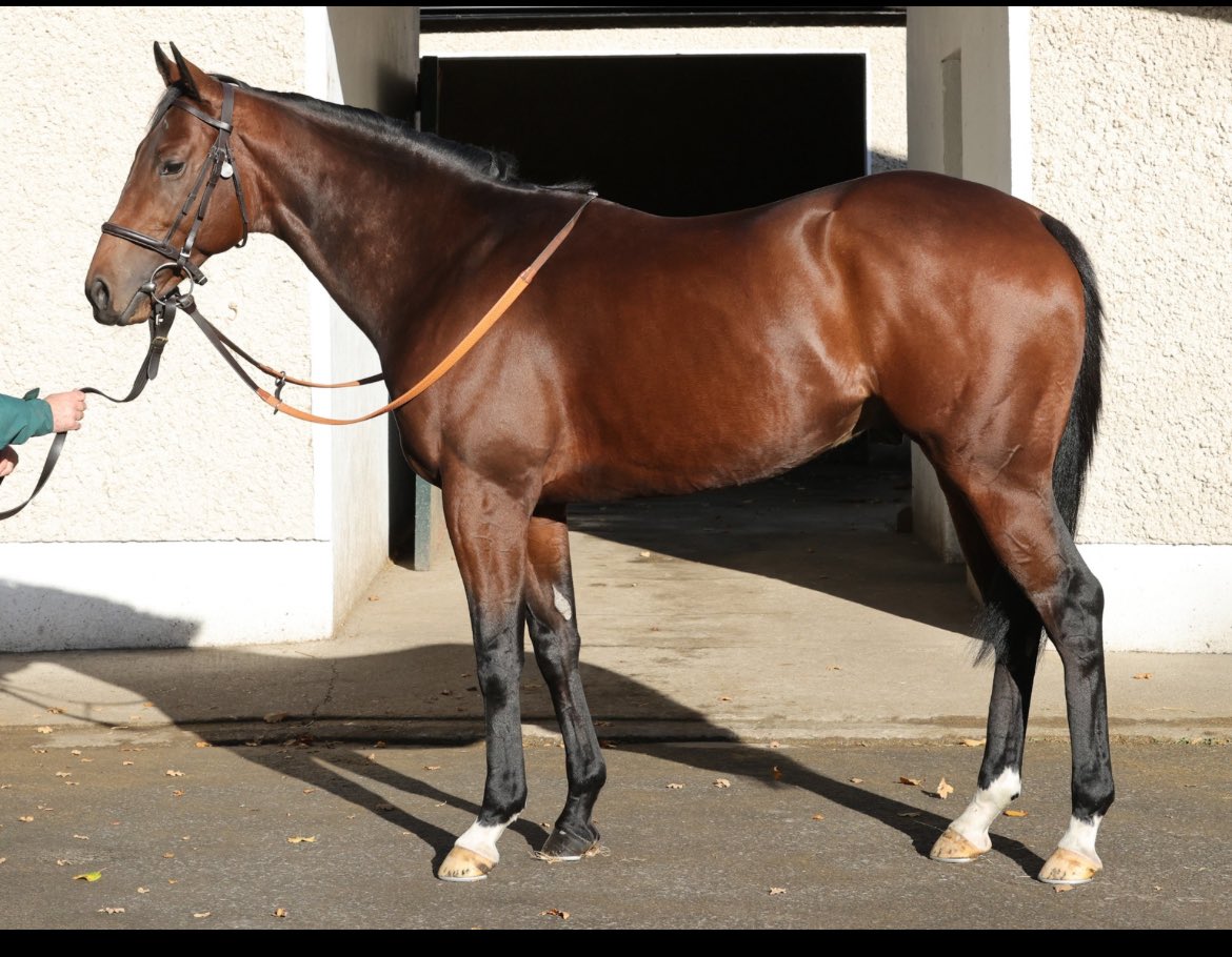 AdamBurton04's tweet photo. Well done to Roger Fell &amp; the Nawton Racing Team winning with Zarvali on his first start for the team! Purchased from @Goffs1866 H.I.T sales 🙏🙌

Get in touch my email is in my bio so you can secure future winners! https://t.co/BzJiDplHNM