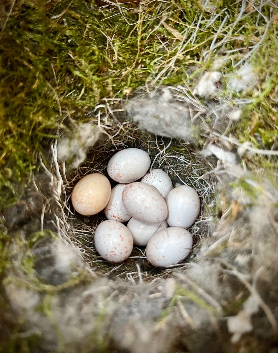 NatureFinder12 tweet media