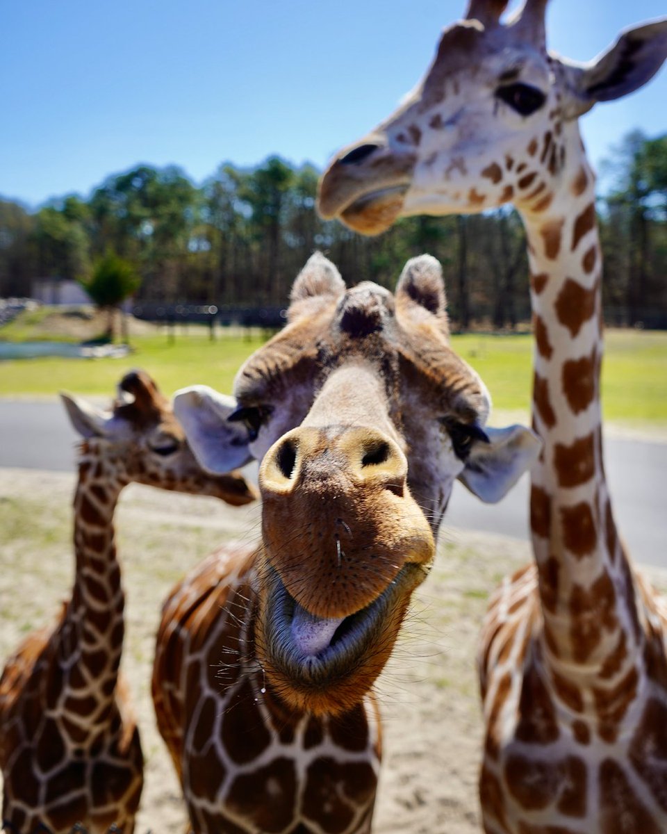 Six Flags Great Adventure tweet media