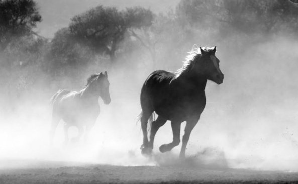 Hanm96137081's tweet photo. @yagmur_gokce06 Bin atlı akınlarda çocuklar gibi şendik... 🐎🐎🐎
#Sevdam ♥️ https://t.co/VipIiIcJwc