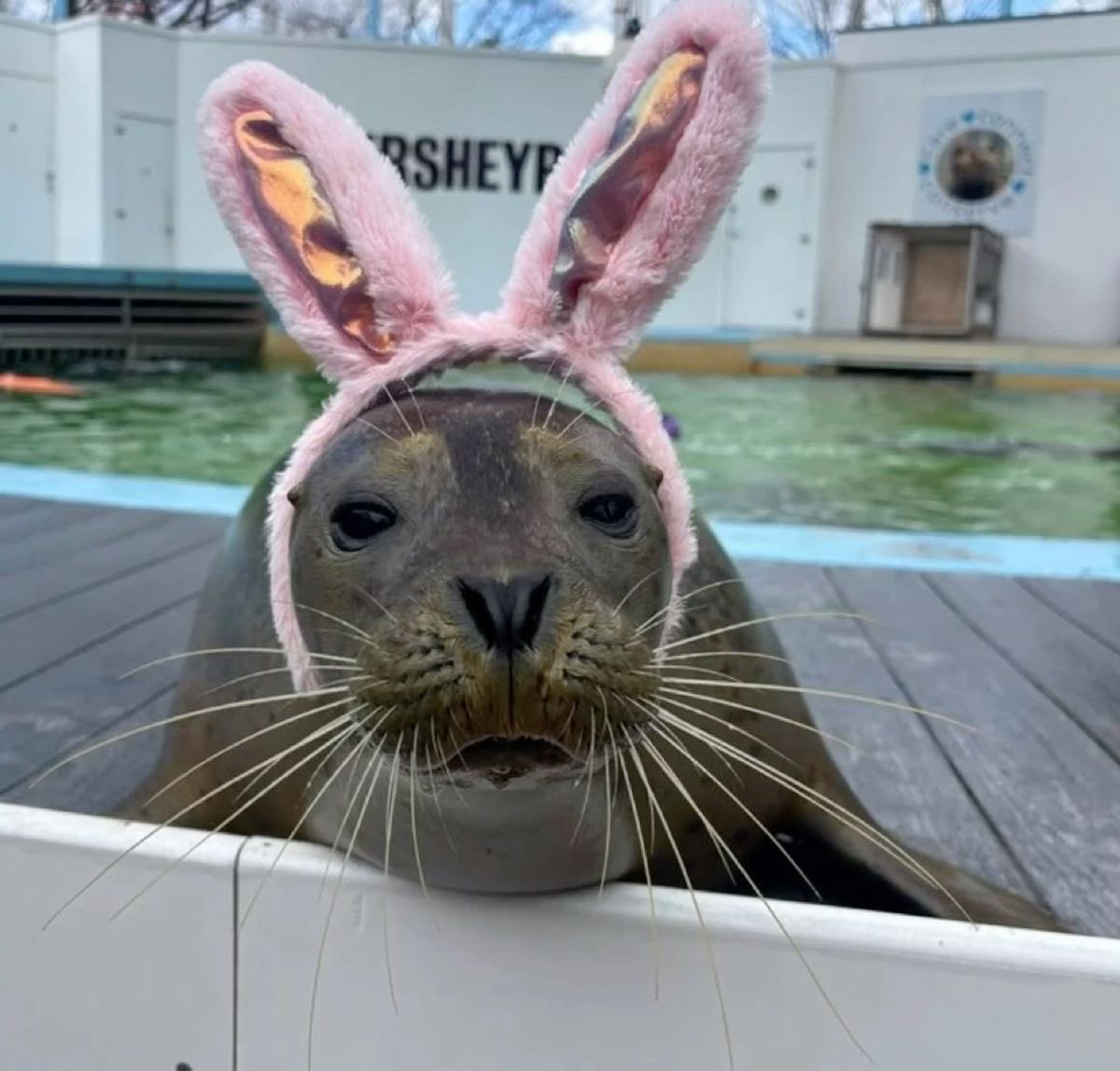 mossyseals's tweet photo. seals as burgers a thread https://t.co/aQBglwcZbz