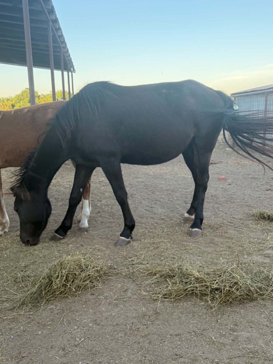 Salvation Wild Mustang Sanctuary tweet media