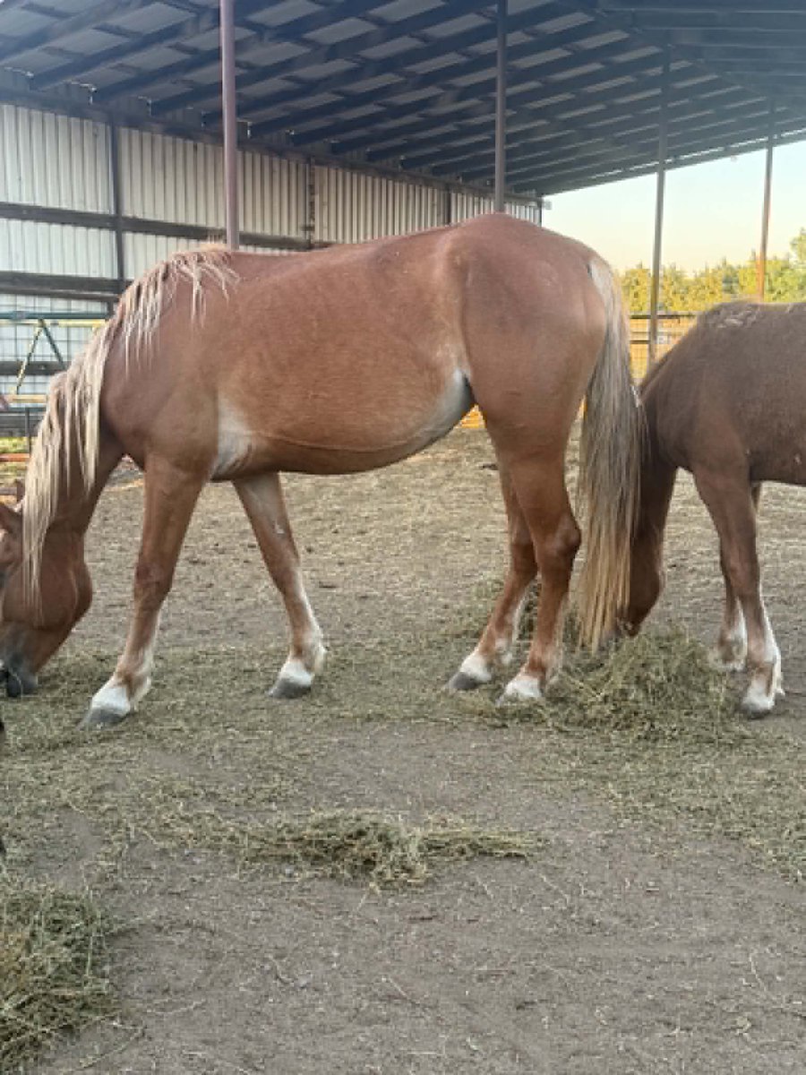 Salvation Wild Mustang Sanctuary tweet media