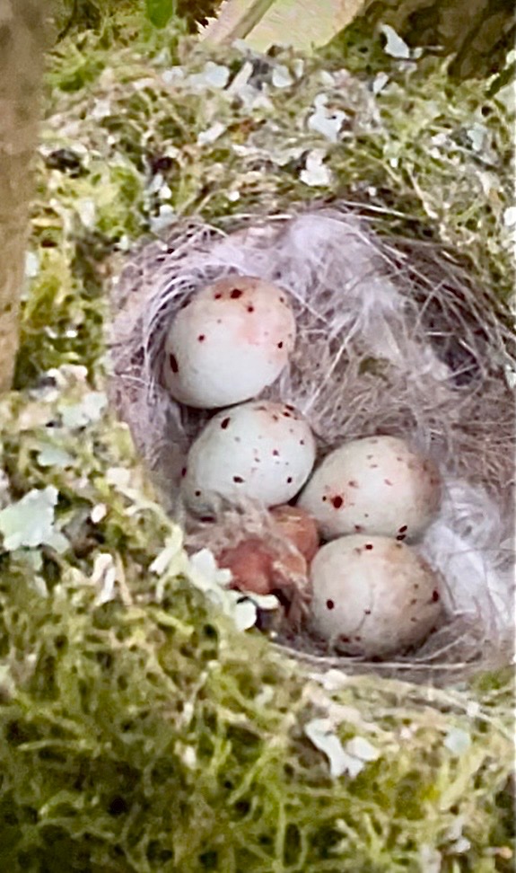 NatureFinder12 tweet media