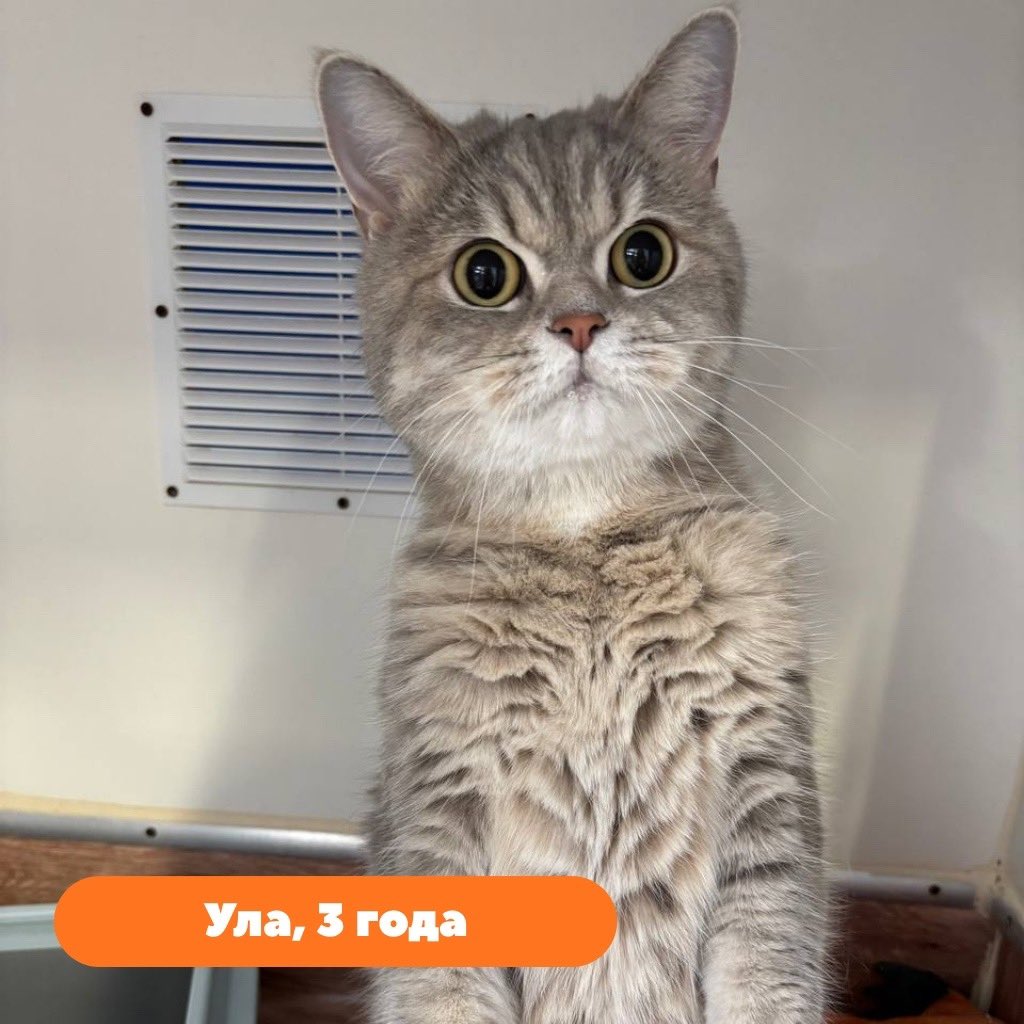 Я наблюдаю за кошачьими приютами и их питомцами, и там столько милах! Моё сердце покорила вот эта кошечка, посмотрите какое это грозное чудо!) Я очень хочу, чтобы её кто-нибудь себе взял. Питер, давайте) Она просто очаровательная. Она стерилизована, привита, спокойная и ласковая