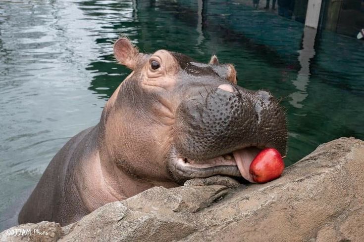 Hippo✯ tweet media