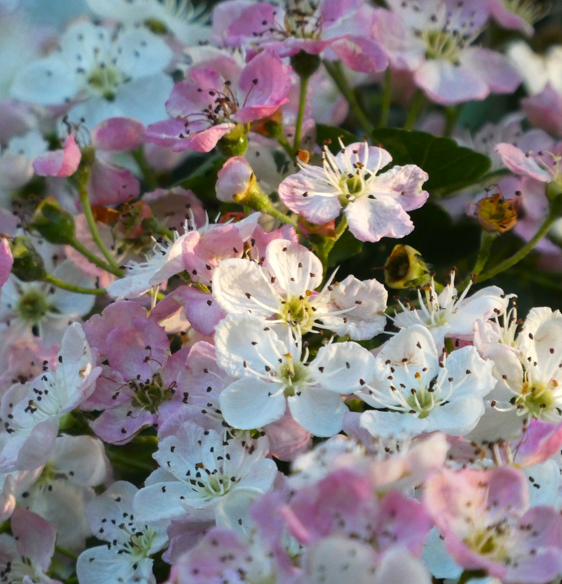 beatricegroves1's tweet photo. 'As the whitening hawthorn only hears the heart beat of the earth'
                                             (Betjeman)
Among the white, these rosy-hued blossoms occur in some wild hawthorns due to genetic variation &amp; soil pH. I love these magical blooms! 🤍🌸🤍 https://t.co/D7a38Qvm0g