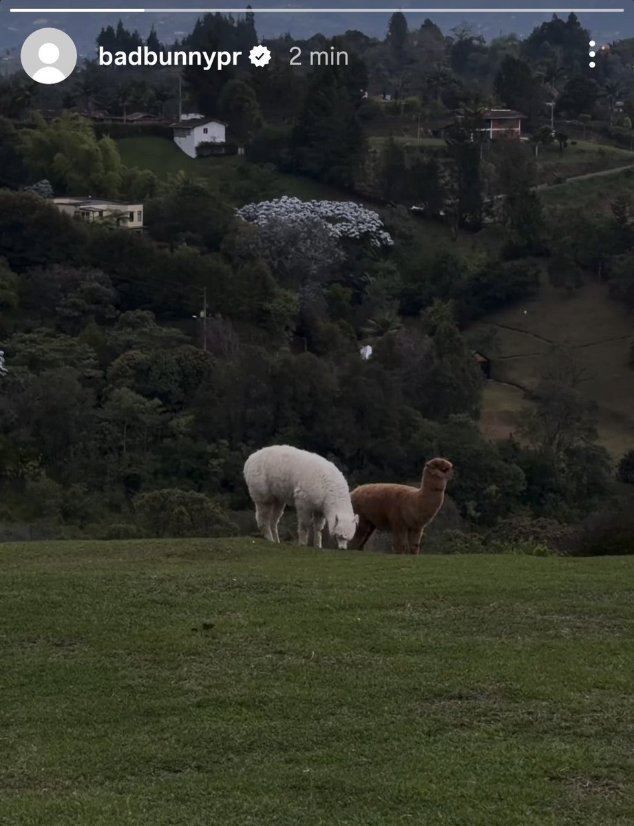 Lambayork's tweet photo. La historia via Instagram se ve claramate Alpacas por eso digo 
Perú es clave 😝
#badbunny #peru #benito https://t.co/gGmS3dNBvE