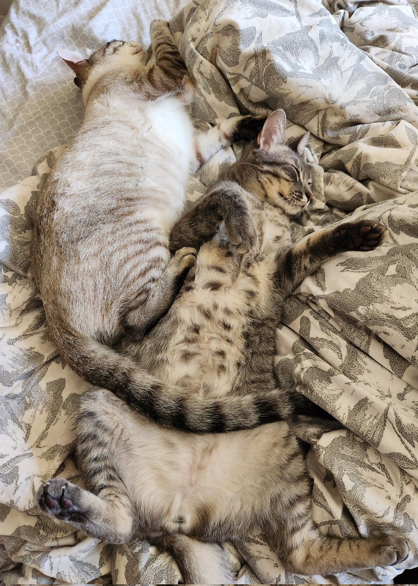 lentil & bowser 🩶 walter & bonkers 🌈 tweet media