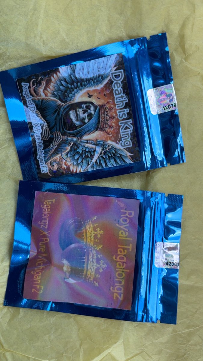 bud_r0gerz's tweet photo. Mail call!!! Snagged the Royal Tagalongz 👑🍪and Death is King 💀👑 for #tellemtuesday and got a surprise! 💪 Thrilled to be selected as a tester for @Real_MFG_Mtn’s seeds. Thank you for the trust — it’s genuinely appreciated. Looking forward to putting them through their paces and giving solid feedback. 🌱 #whiteweed #honored