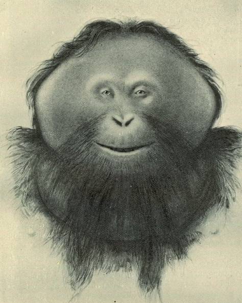 Monkeyteric's tweet photo. “my body is beautiful I have never felt more empowered”

“…”

“seriously im so much happ-“

“you are now just one big huge fat disgusting banana” https://t.co/twJaxnCDWM