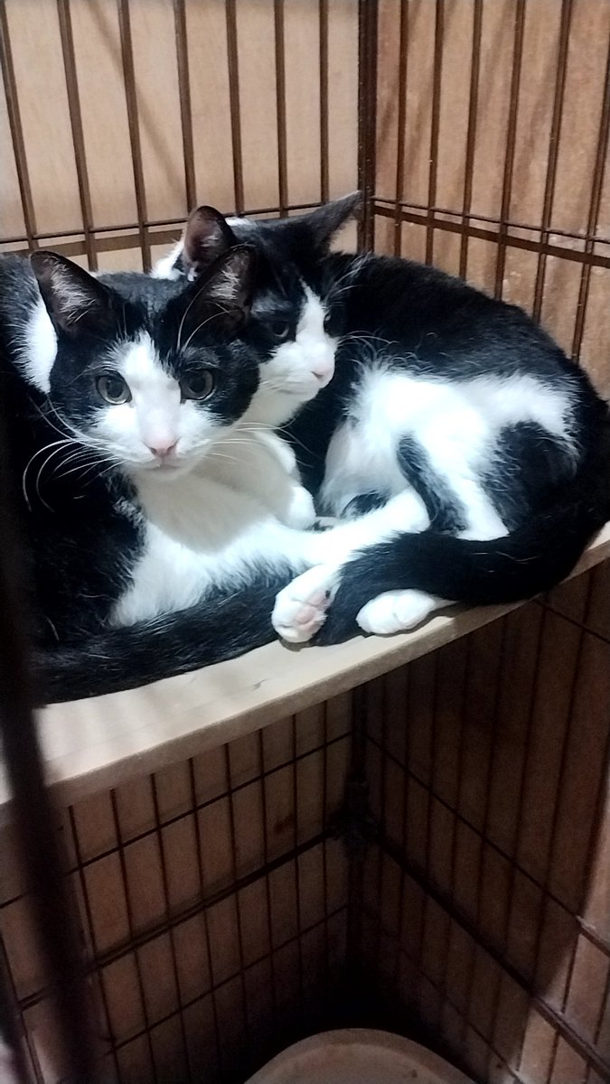 まっつんDX 猫様の下僕🐈🐈⬛ tweet media