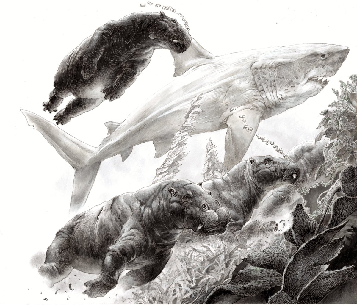 Coming 26 Feb 2027...

Written by Charlene Da Silva Graham with illustrations by myself. 

Plus a new piece for the book: a pod of Paleoparadoxia - a weird mix of hippo and walrus - are startled by a tweenage megalodon and split for cover in a kelp forest.