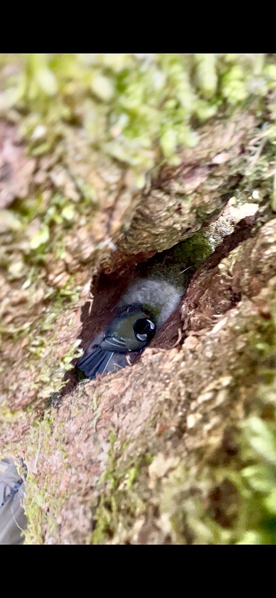 NatureFinder12 tweet media
