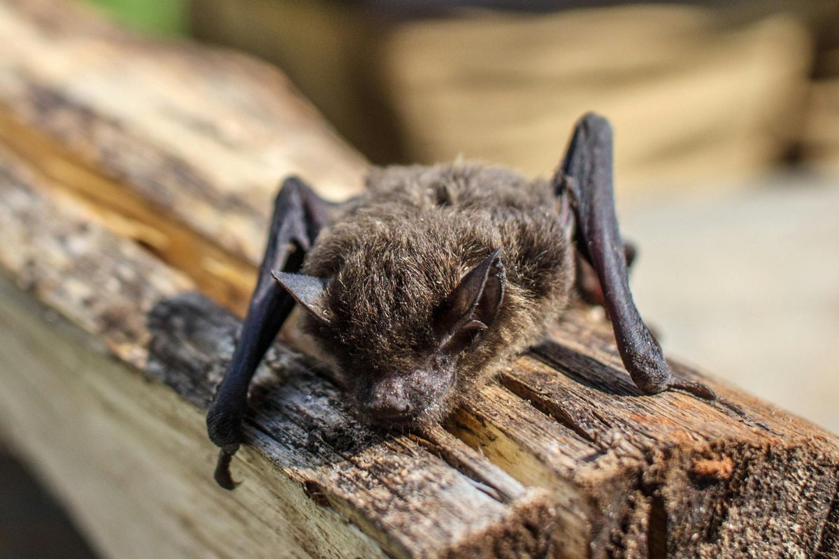 Bat 🦇 tweet media