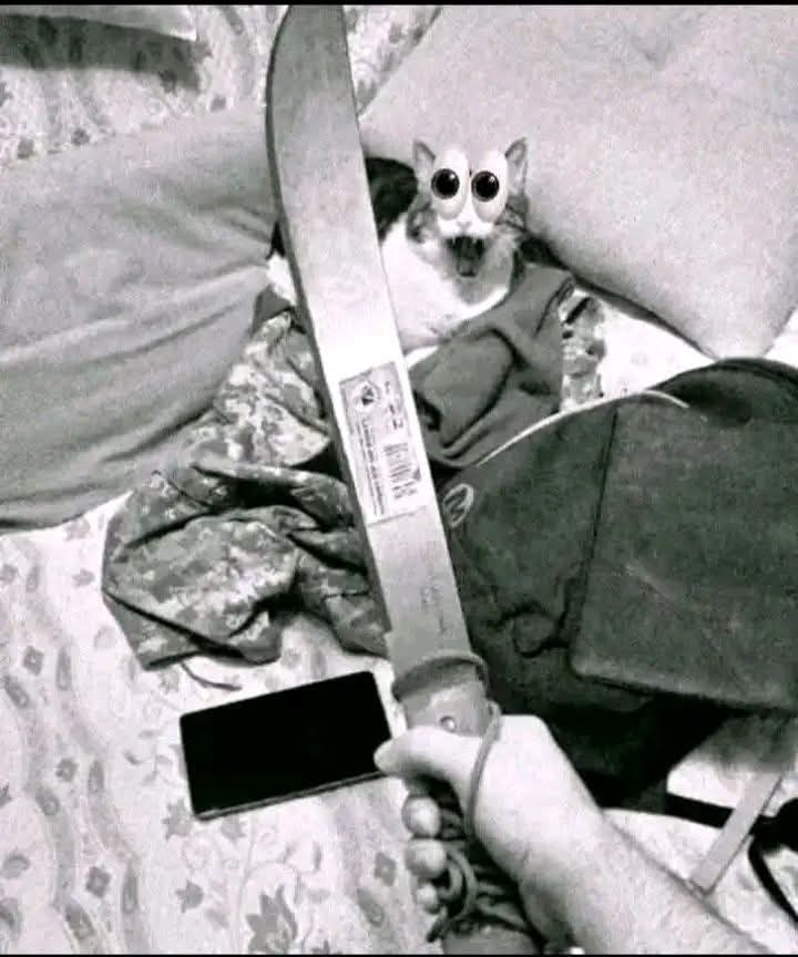 Pawbert ☆ tweet media