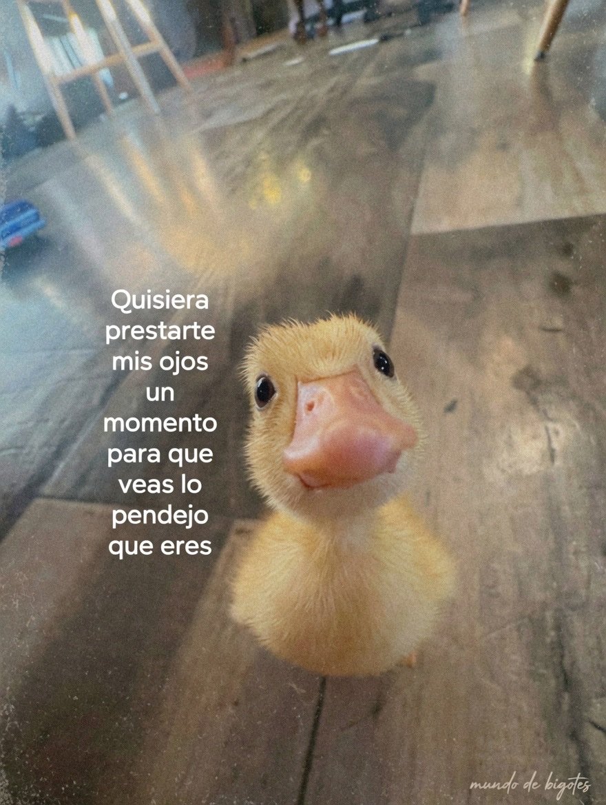 🇲🇽 México Mágico ✨ tweet media