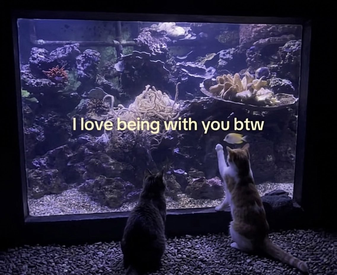 cat memes tweet media