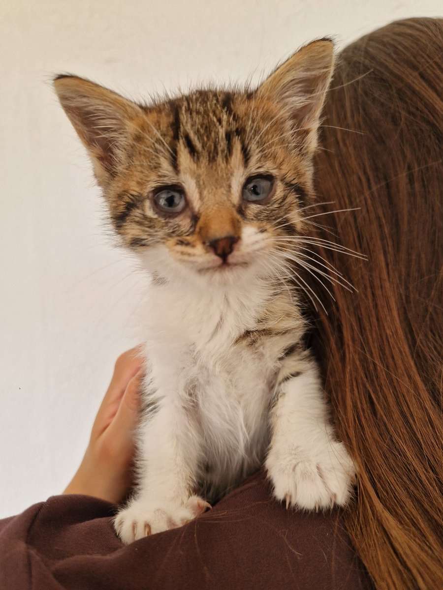 4cats tweet media