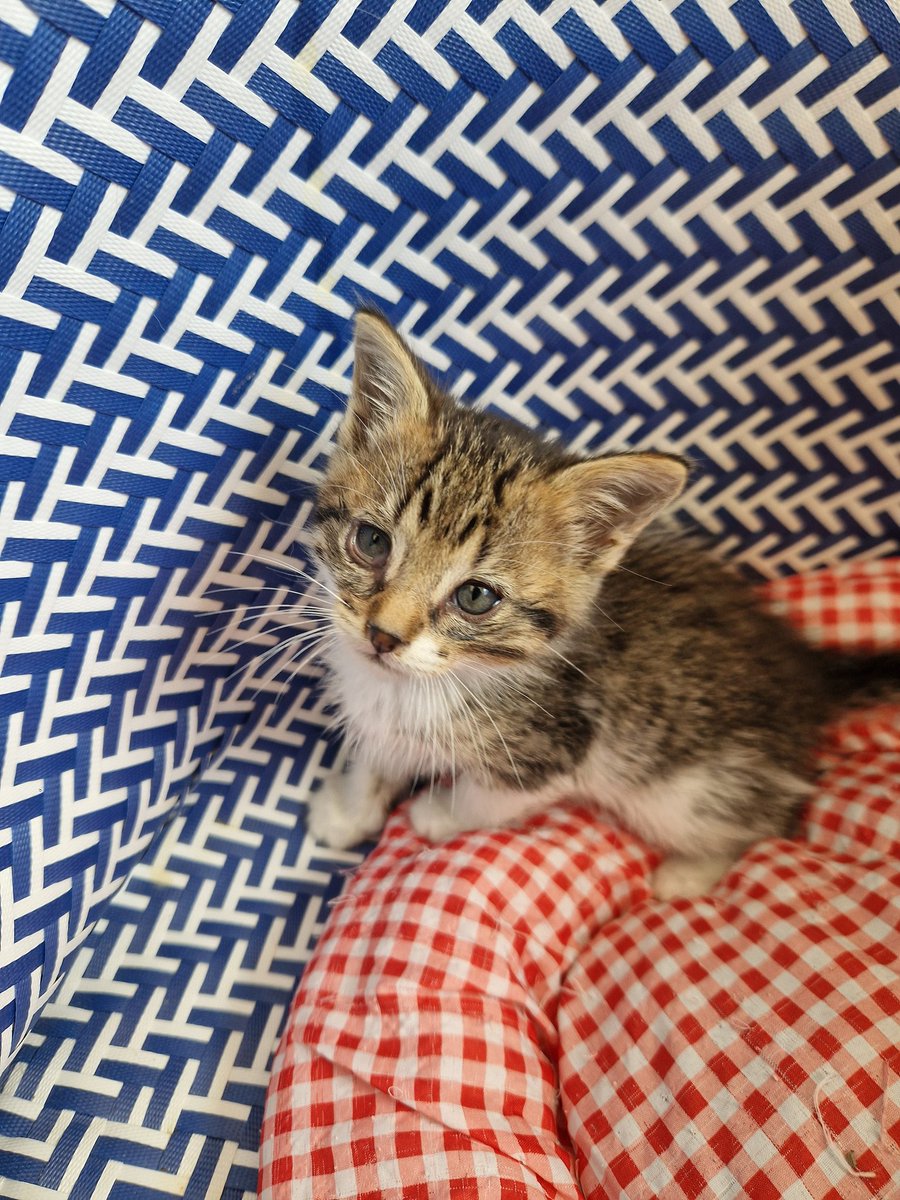 4cats tweet media