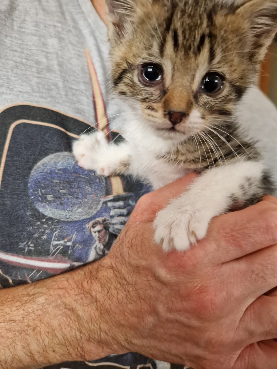 4cats tweet media