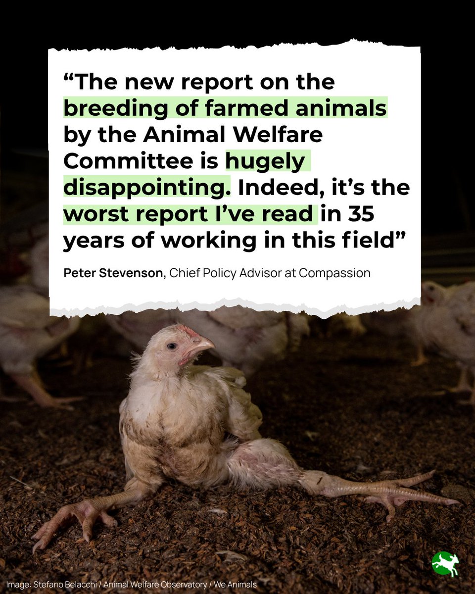 ciwf's tweet photo. The report largely ignores the suffering imposed each year on millions of farmed animals as they are driven by selective breeding to grow much faster and produce much more milk and eggs than their bodies can cope with.

We've written to the Government, calling for urgent action. https://t.co/NDhLaEusXX