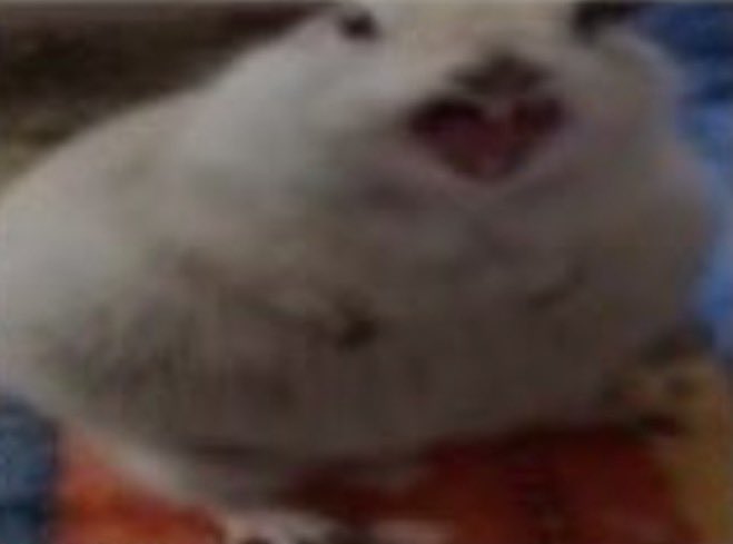 dodofliesin tweet media