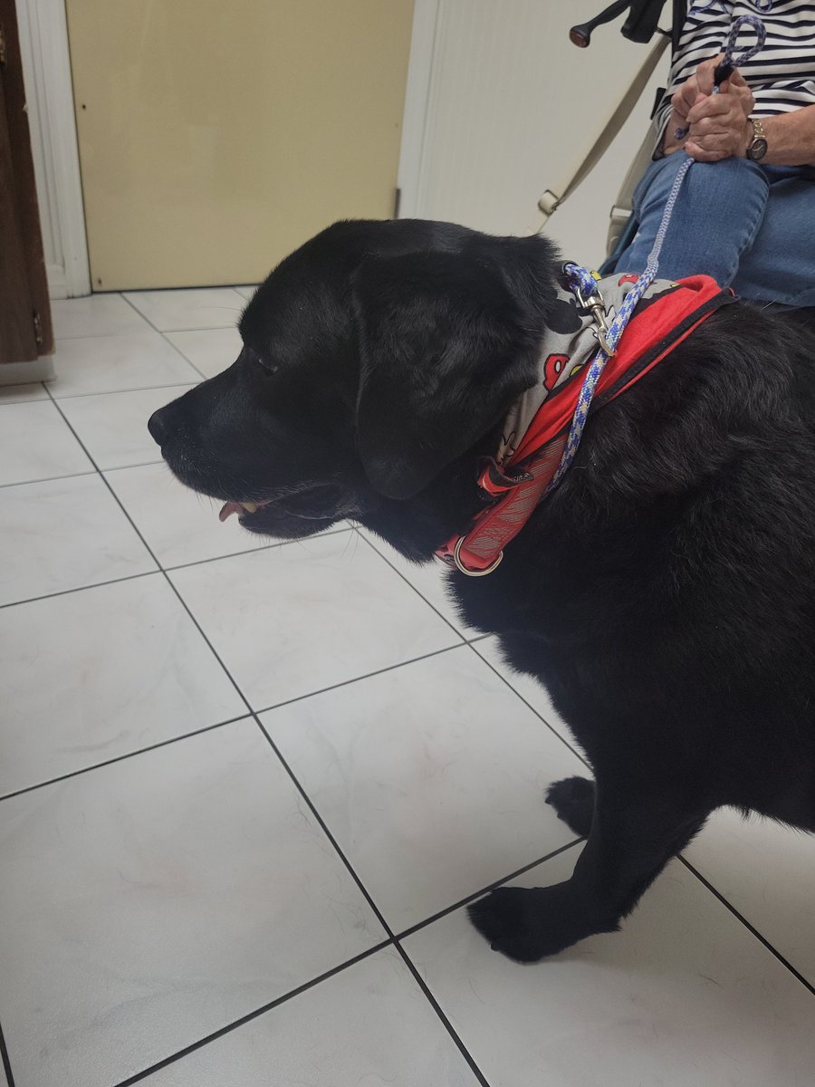 KlaustheLab's tweet photo. Dis is me at the dogtor. Was very good boy!
Mommy laffed at sister today, while she tried so very hard to do somfink. Sister is sitting on the porch now. I fink her feels are hurt? I wented inside bc I was too hot. 😔 https://t.co/pHSU3LfRrr