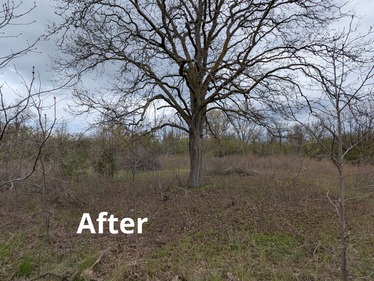 Hamilton_CA's tweet photo. Buckthorn may look harmless, but dense patches of this invasive species can choke out native plants and trees.

Recent restoration work at Eramosa Karst Conservation Area, has freed this native shagbark hickory tree from a thick wall of buckthorn… and the before-and-after photos say it all.

Projects like this help give native species more space, sunlight, and opportunity to thrive for years to come.