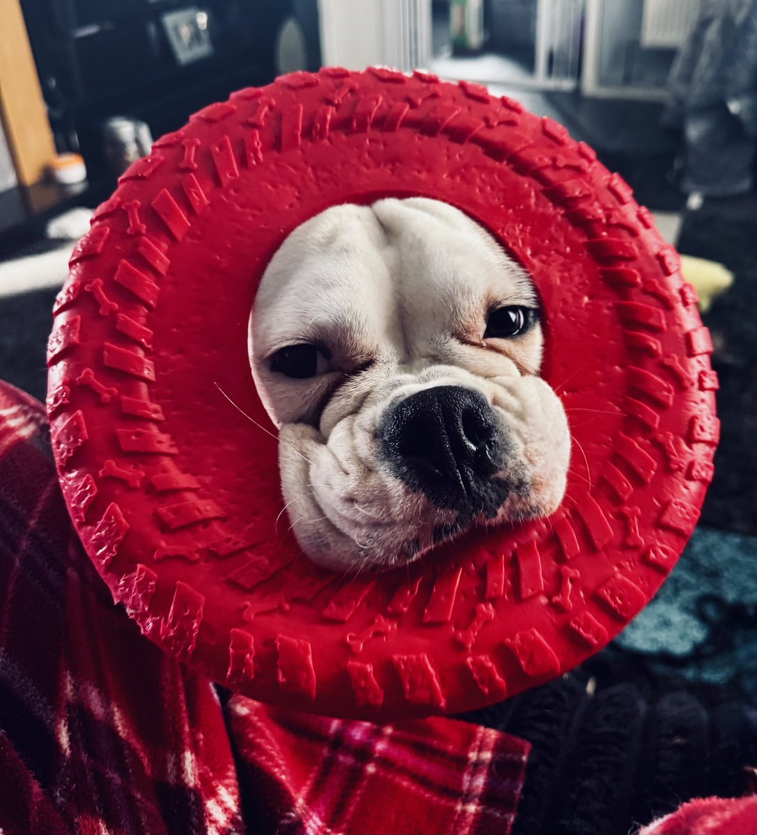 🐾★Carrie★⚡️🏴 tweet media