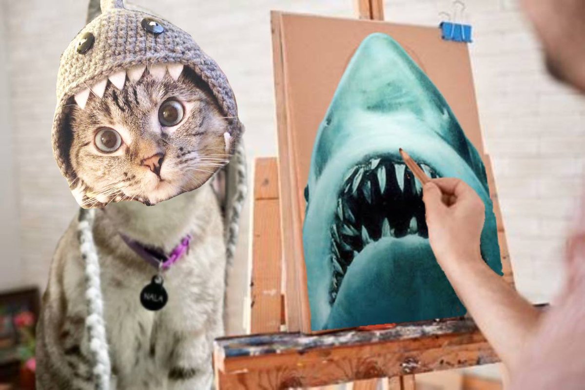 Shark Cat 🦈🐱 tweet media