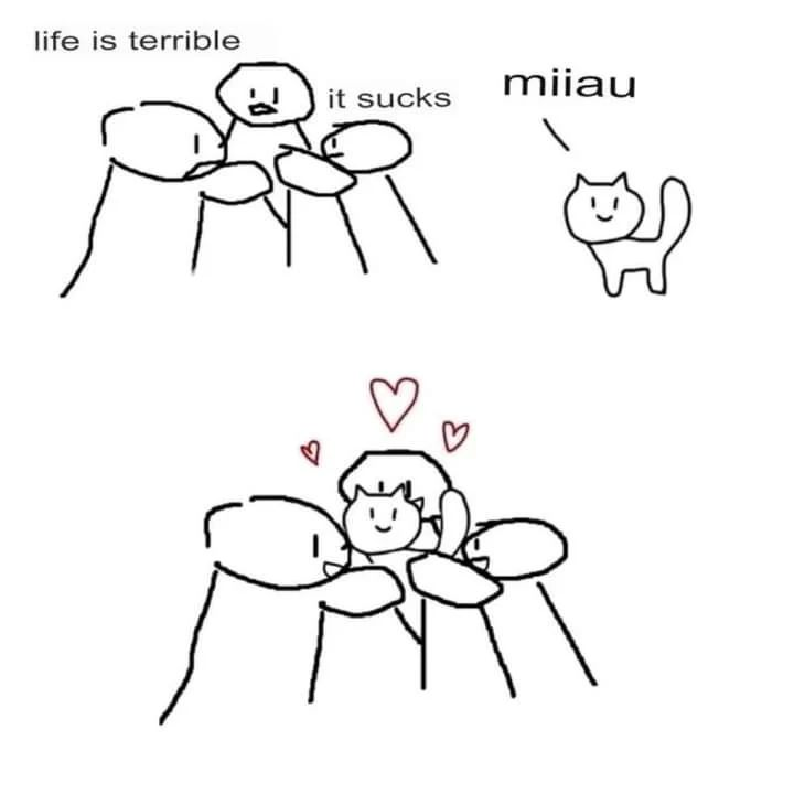 Punch Cat tweet media