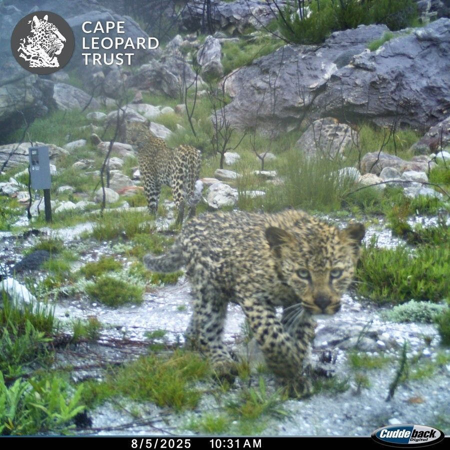 Cape Leopard Trust (CLT) tweet media