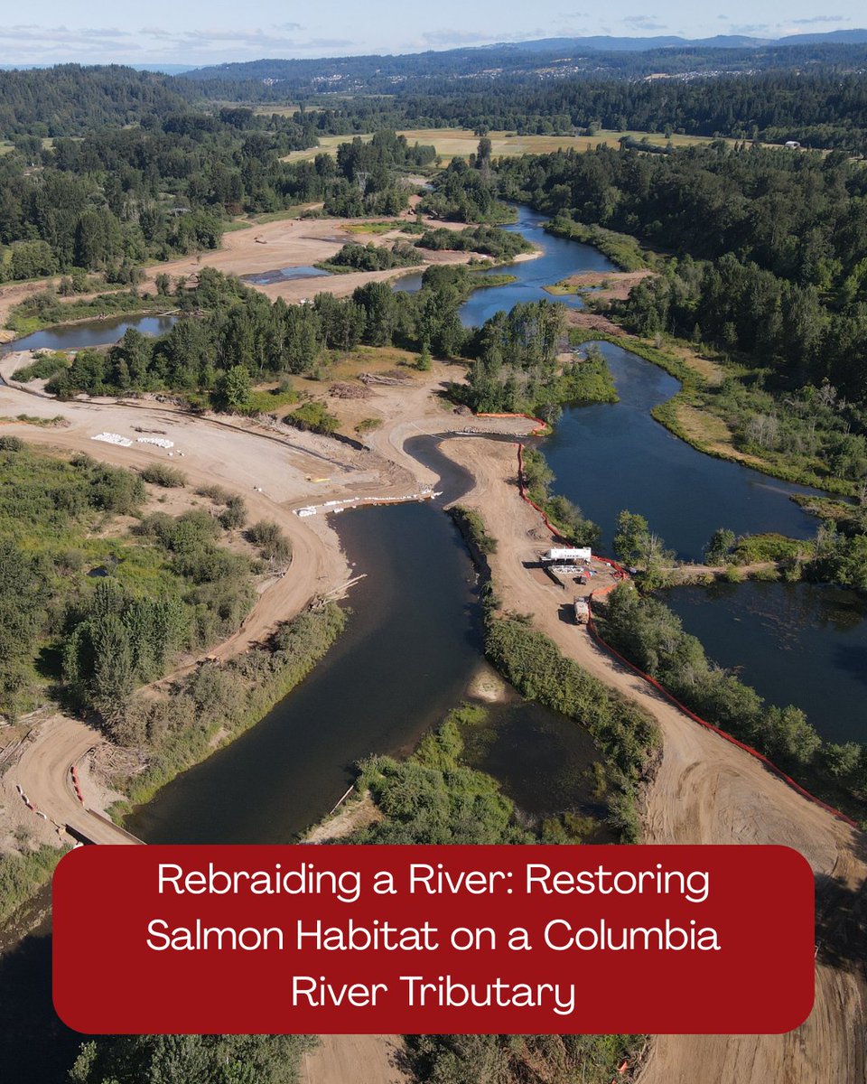 FishSens's tweet photo. Decades of development straightened Washington's East Fork Lewis River, causing erosion and degrading salmon habitat. 

Now, a $23.5 million project aims to reconnect and restore the river to its former self.

Learn more ➡️ https://t.co/SaBMRDjJO4

PC: The Estuary Partnership https://t.co/3UvFCIwcDb